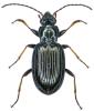 Bembidion tibiale